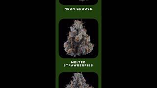 GG#4 By Brave Boat REVIEW (Gorilla Glue)