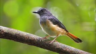 kicauan cempala kuneng Rufous tailed Shama cocok untuk masteran full 18menit