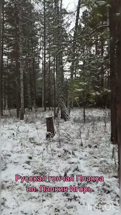Русская гончая Плакса вл. Палкин Игорь. - YouTube