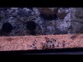 Corydoras panda en Hyphessobrycon flammeus