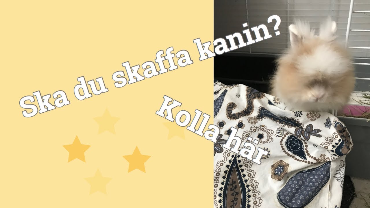 Viktiga saker att tänka på om du ska skaffa kanin