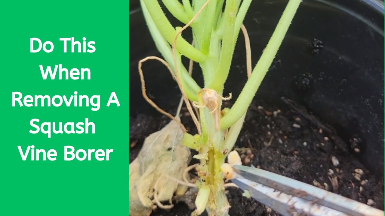 Squash Vine Borer Removal! Calling on Doctor Vee!!! shorts garden 