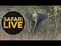 safariLIVE - Sunrise Safari - June 14, 2018