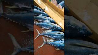 Wow Amazing Tuna fish Village fish Market in sriLanka??  TUNA Fish?? shorts