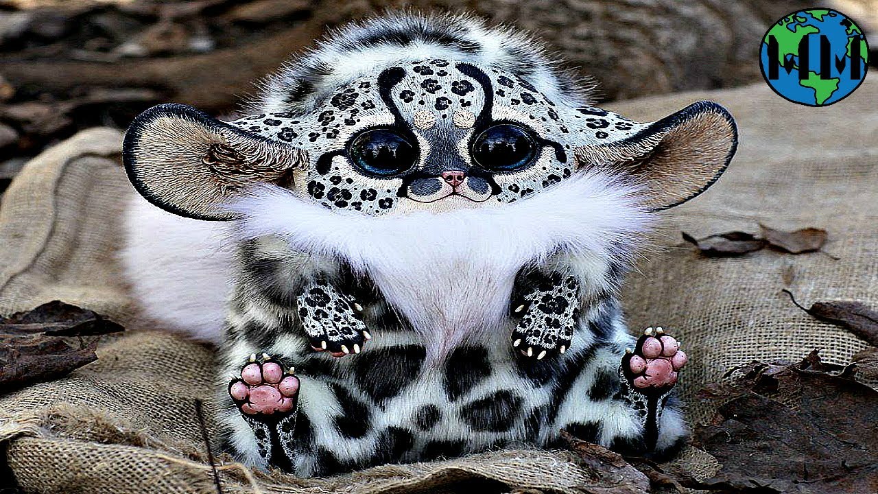 Самого редкого зверя. Мексиканский глазоух. Мадагаскарский глазоухх. Магадаскарзкий глазо ух. Необычные звери.