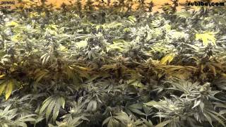 Battle of California - OG KUSH Cannabis Grow - DAY 43