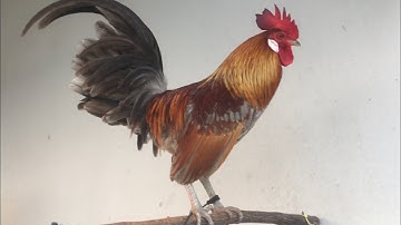 ไก่ต่อสีเทา เจ้าเพชรมงคล คึกจัด