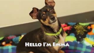 Emma-Adopt a Rescue Dog from the Pixie Project!