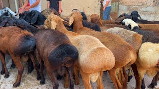 🐏12-OYLIK BOQMA QOCHQORLAR ARZON KELDI SHOSHILING😱