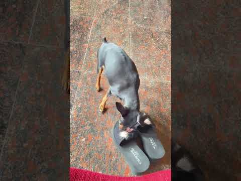 كاتلحس ليا في سندالة واكواك