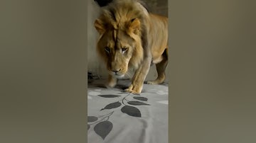 Lion 😈😈 Lurking loain filter 😯😈 #lurking​ #filter​ #edit​ ##tutorial​ #moneylove​