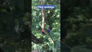 Download Lagu pikat rambatan#shorts MP3