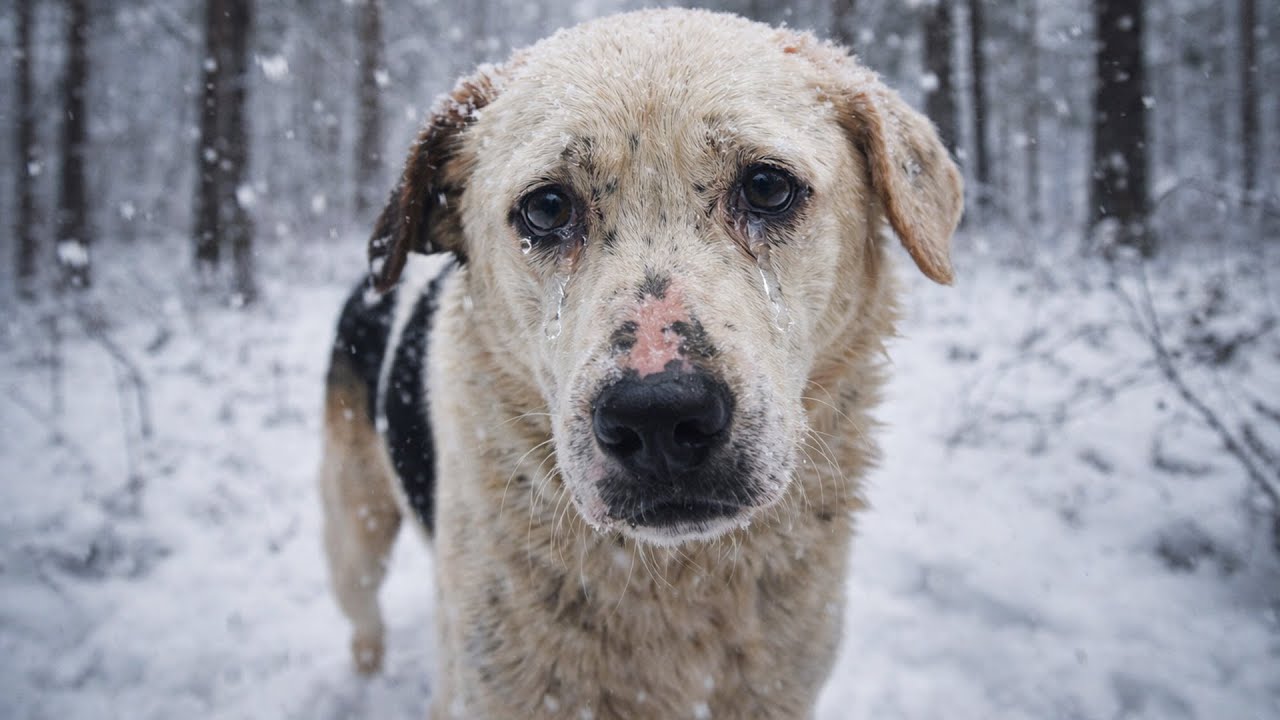 Пёс исчез в метели, преследуя добычу в тайге. Хозяин сломался через 3 недели, понимая что пес не...
