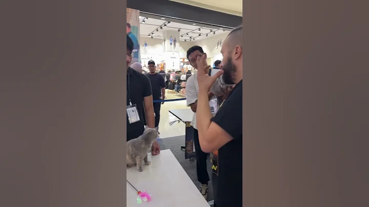 Video 5845141: kucing british shorthair blue