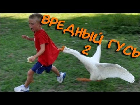 Видео: Вредный гусь 2 - Untitled goose game