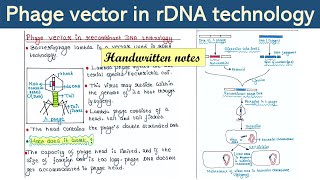 Phage vector in rDNA technology | Applications