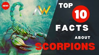 Top 10 Facts About Scorpions - 10 Amazing Facts About Scorpions - Amazing Animals Facts