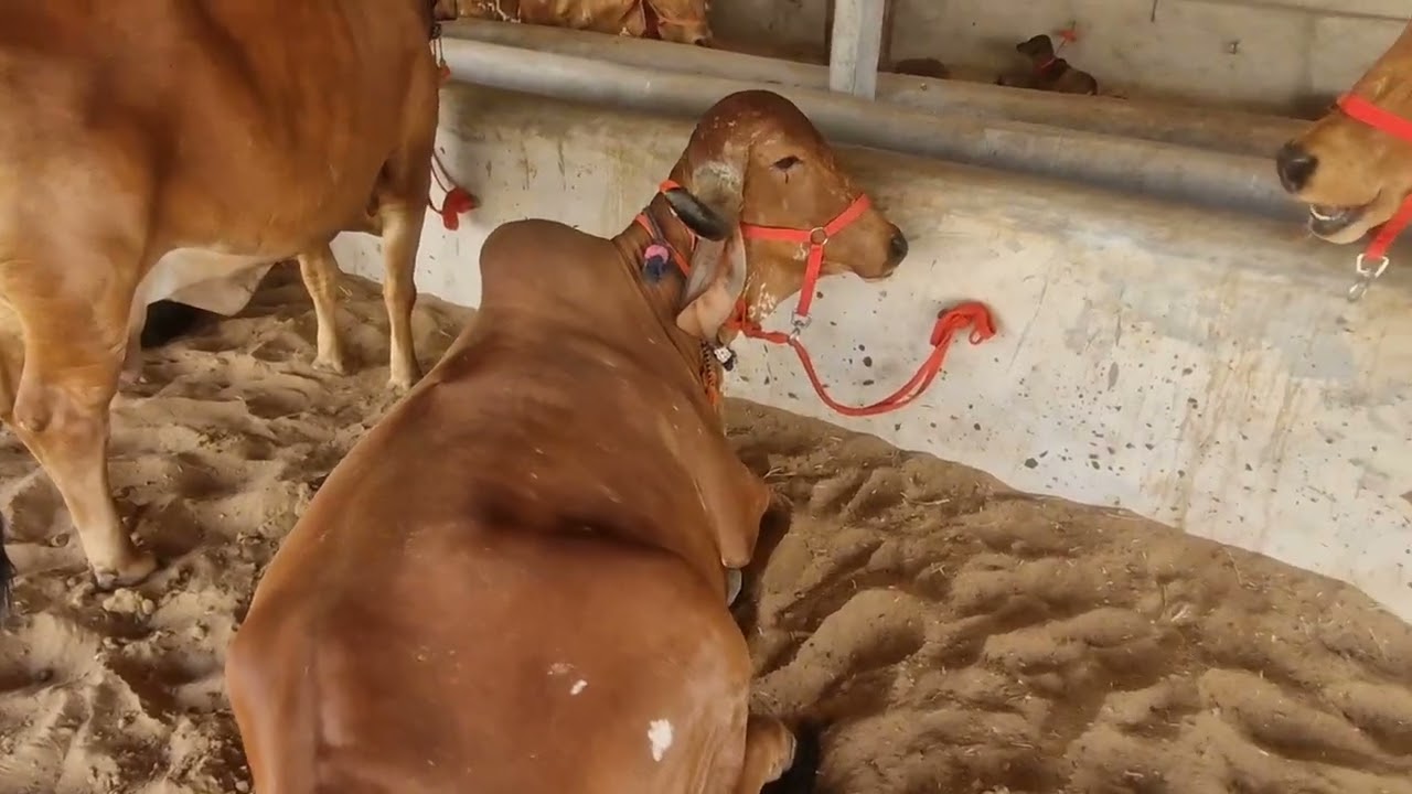 👍100% राजस्थान के इस फार्म मे मिलेगी आपके बजट की गिर गाय कॉल 9530098500 