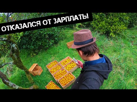 Отработал 1 день и уволился.Собрав все мандарины у частника устроился в совхоз. ВИДЕОТВЕТ ПОДПИСЧИКУ