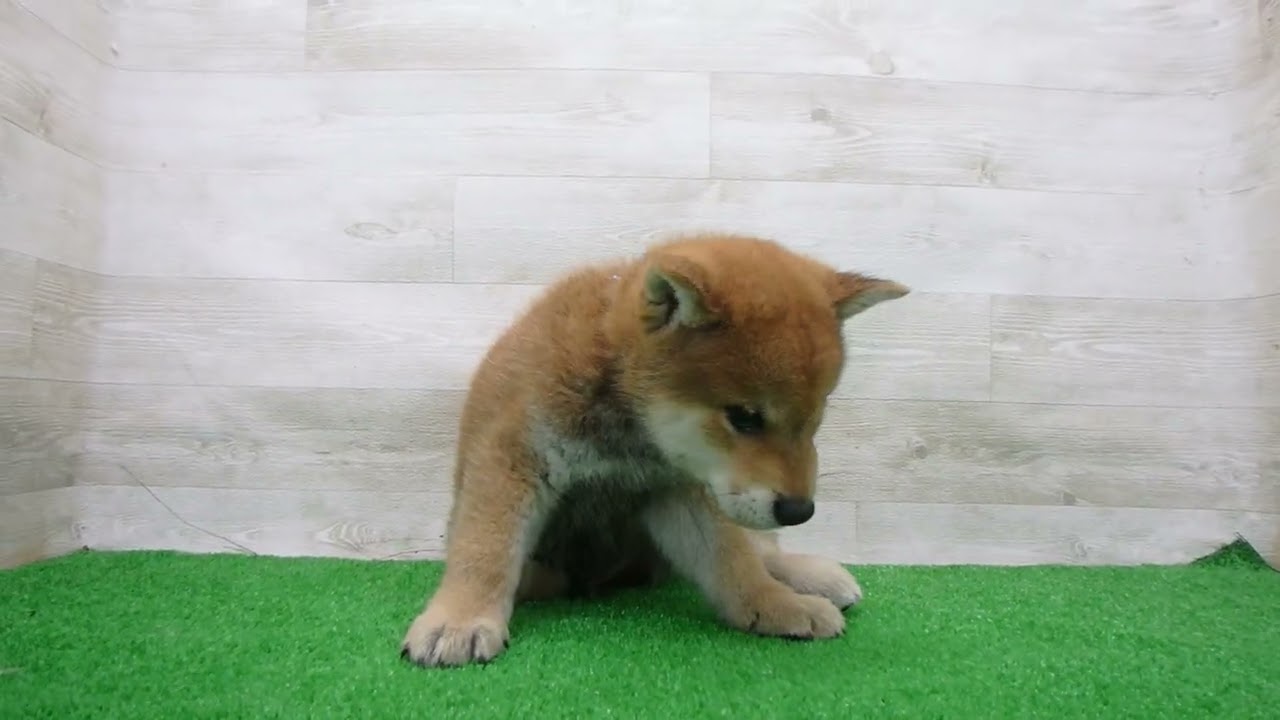 Coo&RIKU No.00760647 柴犬 - YouTube