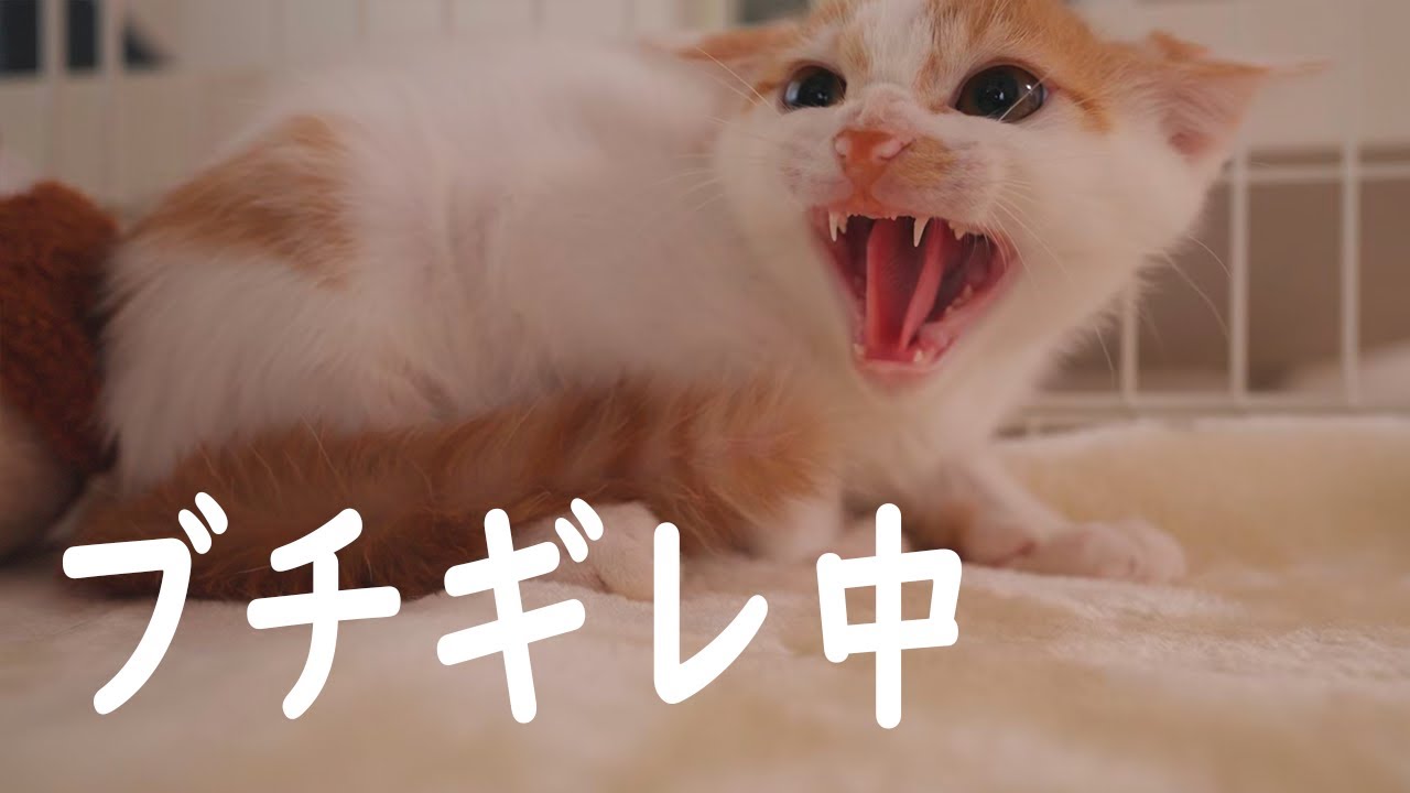 パパを怖がってフシャーする新入り子猫がゴロゴロ言うまで【2日目その2】
