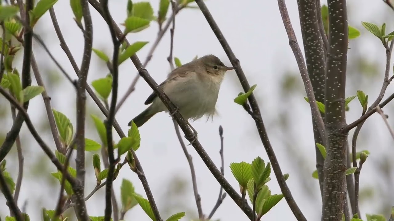 Booted Warbler / Stäppsångare (Iduna caligata)