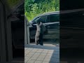 Sneaky Bear Opens Car Door! 🐻