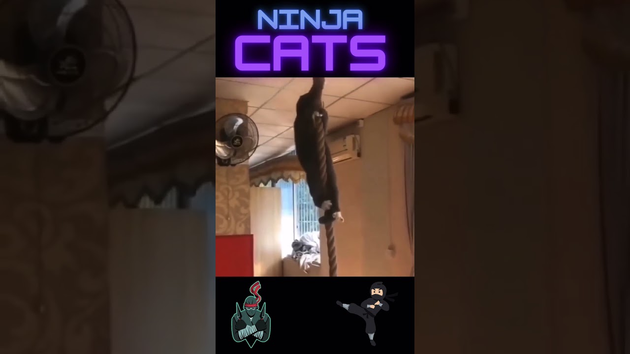 NINJA CATS 🥷 PART 1 