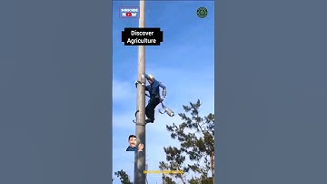 Amazing Electric Pole Climbing Tool #shorts | Tree Climbing Tool