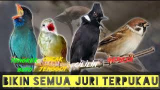 BIKIN SEMUA JURI TERPUKAU !!MASTERAN TENGKEK BUTO - CUCAK JENGGOT - CILILIN - GEREJA !!Jeda 30 detik