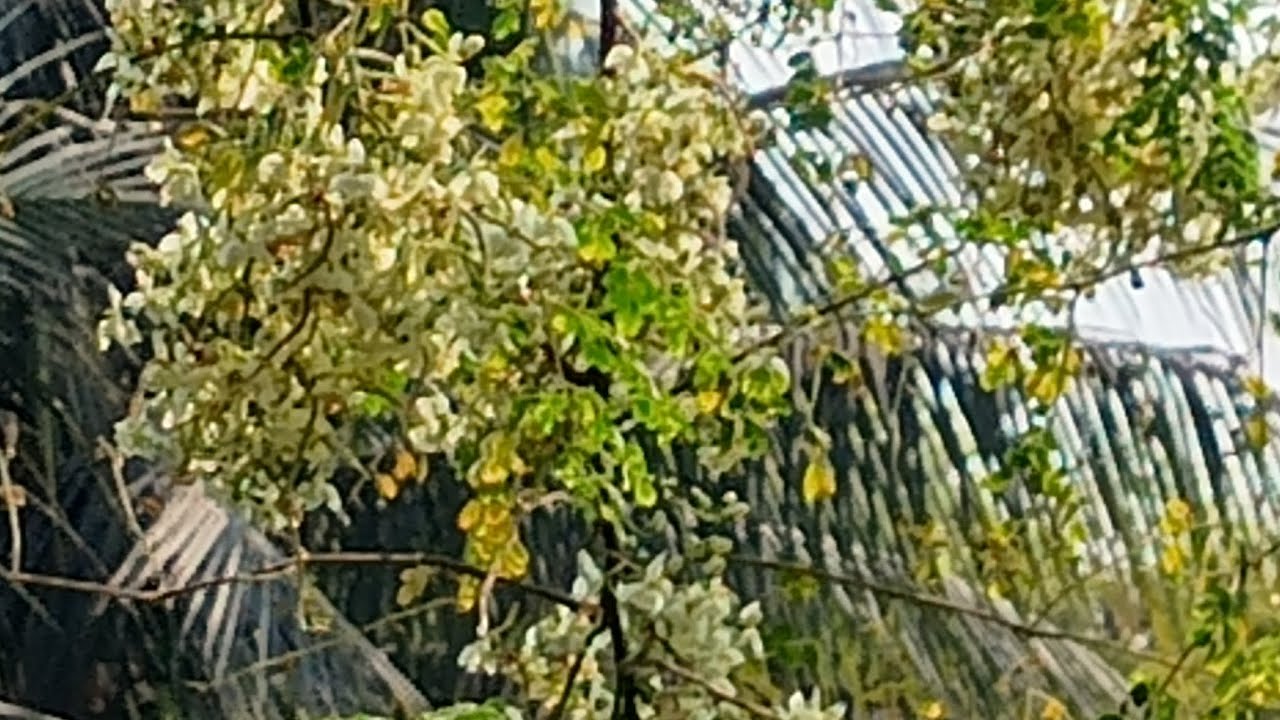 বারোমাসি সজনা গাছ অসাধারন ফলন খুব সুস্বাদু দেখলে মন প্রাণ জুড়িয়ে যাবে || new vlog 