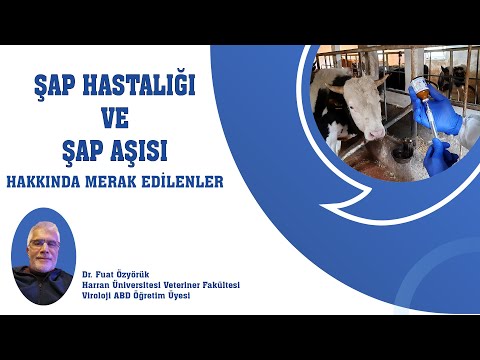 Şap Hastalığı ve Şap Aşısı Hakkında Merak Edilenler