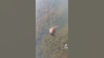 cận cảnh tôm càng xanh lột vỏ