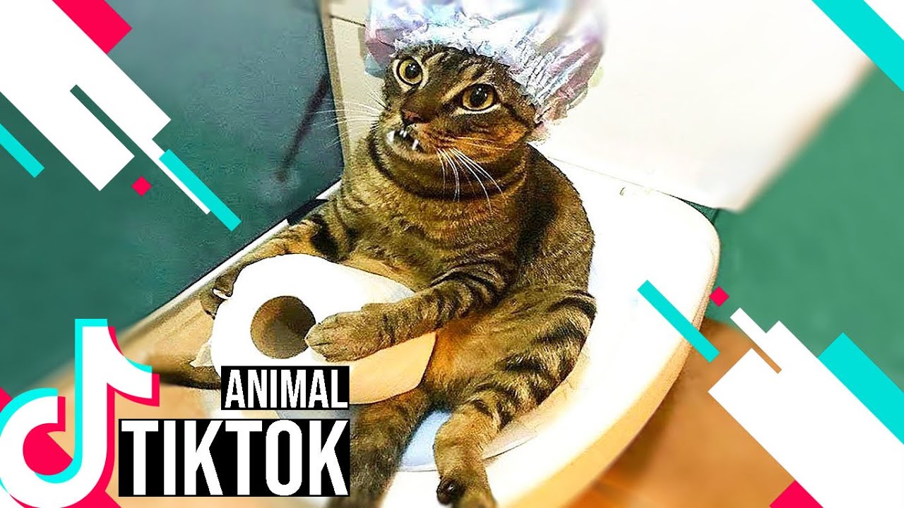 Os ANIMAIS mais engraçados do TikTok