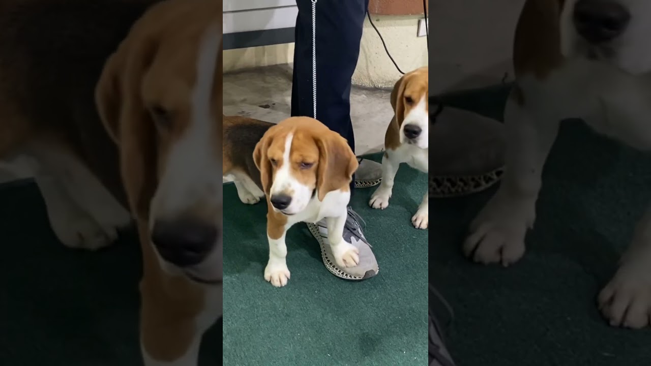 Pretty Beagle #hernandogworldtv  #beagle