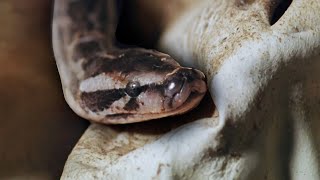 HOW INDIA'S WILDLIFE PREPARES FOR EXTREME MONSOON SEASON