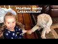 Montana Haven Labradoodles - Australian Labradoodles