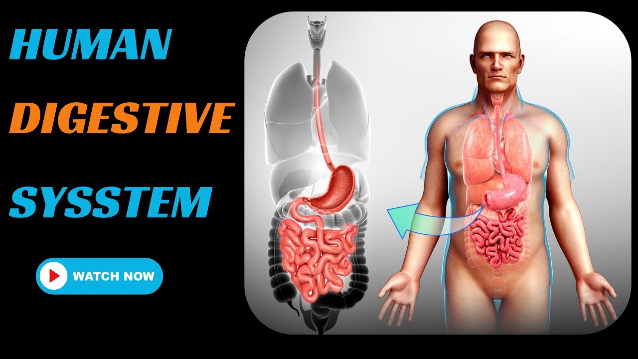 Human Digestive  System| How its works?| Its parts and functions
