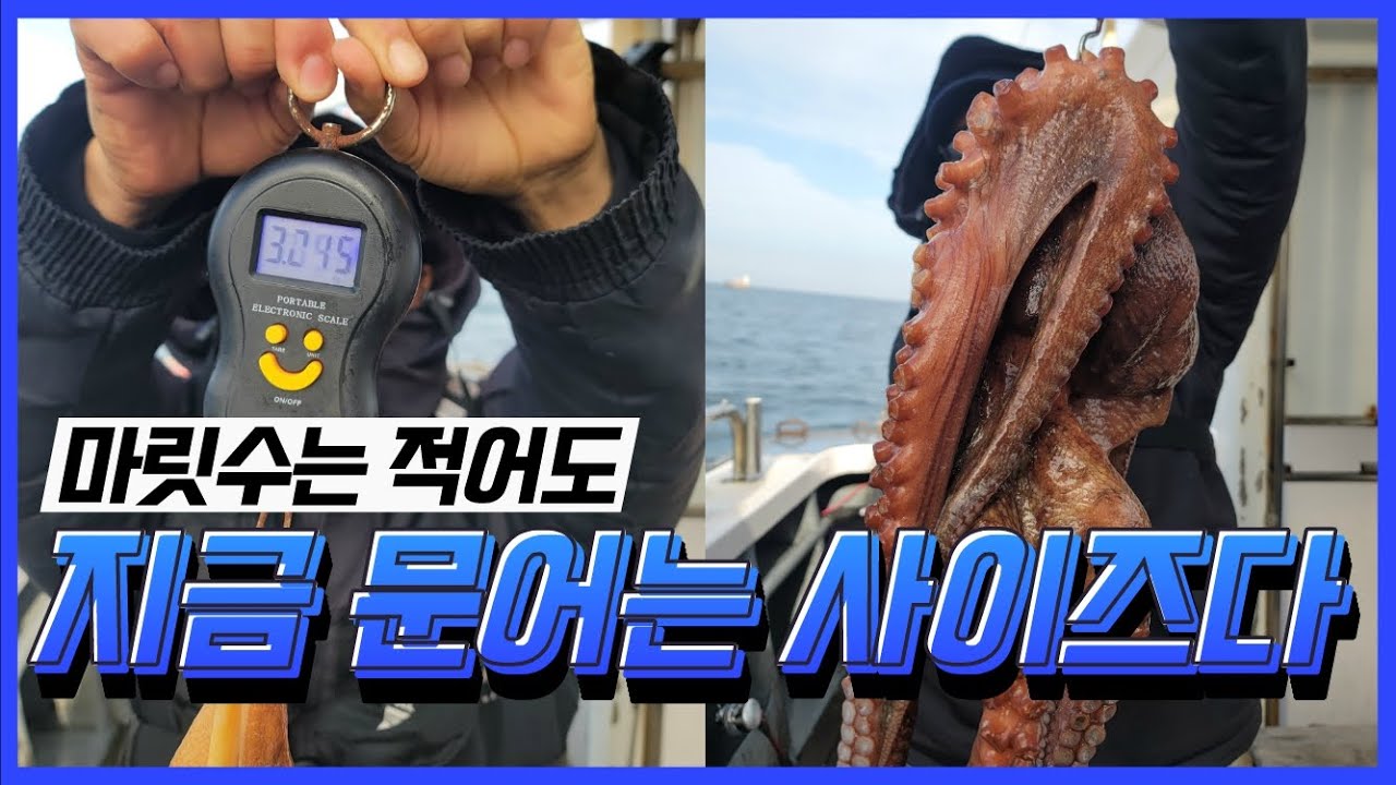 군산 문어 사이즈 시작 , 제발 좀...
