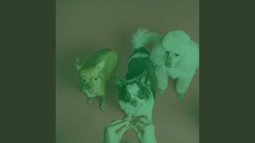 Pulsating Ambiance for Sweet Puppy Moods