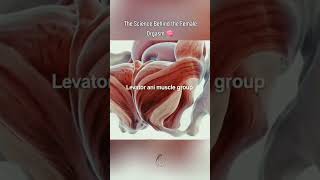 The Science Behind the Female Orgasm 🧠 #LearnOnTikTok
