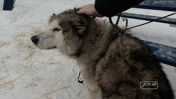 Sled Dog Adventure with Insta360 X3