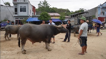 Tình Hình Chợ Trâu- Bò -Ngựa -Bắc Hà Lào Cai  / Giá tăng nhẹ thời gian qua