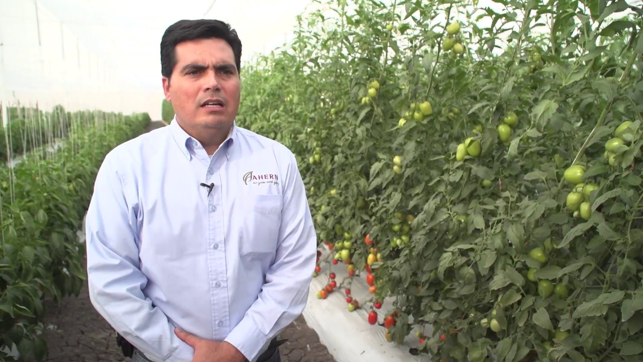Manejo de la Mosca Blanca en el Cultivo del Tomate - Mario Gastelum