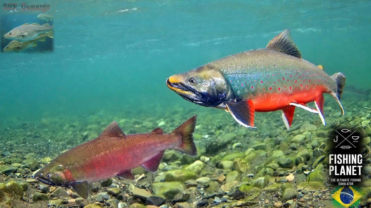 Гулливер из семейства лососевых. Arctic Salmon лосось. Лососёвые (семейство) Нельма. Рыбы тундры. Лососевые рыбы тундры.