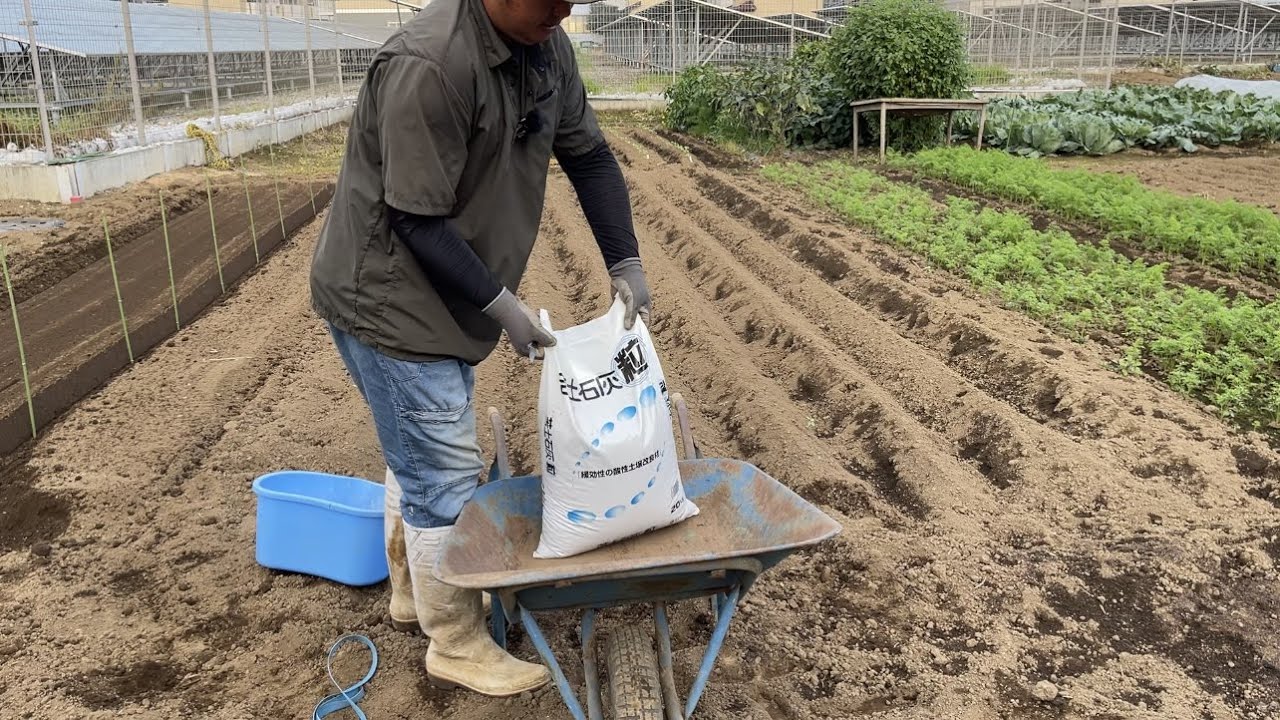 玉ねぎは苦土石灰が大好きです【玉ねぎ栽培と土作り】 - YouTube 