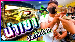 ร้านนำเข้าสัตว์แปลก จตุจักร