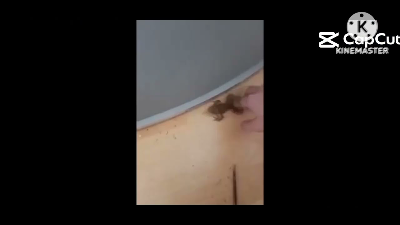 (V2) Лягушка Has A Sparta Remix