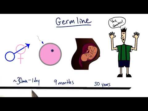 Video: Hvad er kimlinjeceller?