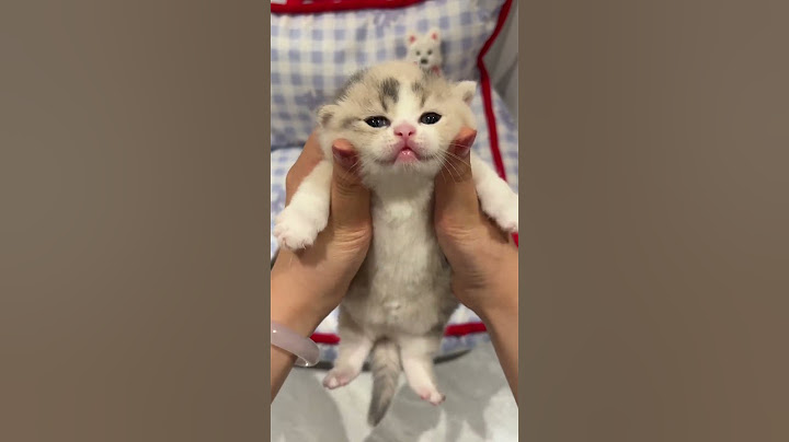 一天不见，想死我了😂猫咪vlog 铲屎官的乐趣